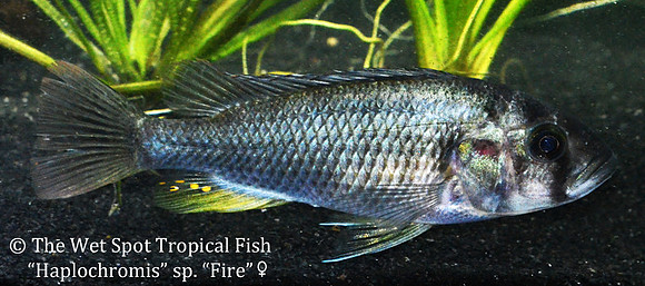 Haplochromis sp Fire female