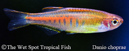 Celestichthys choprae - Glowlight Danio