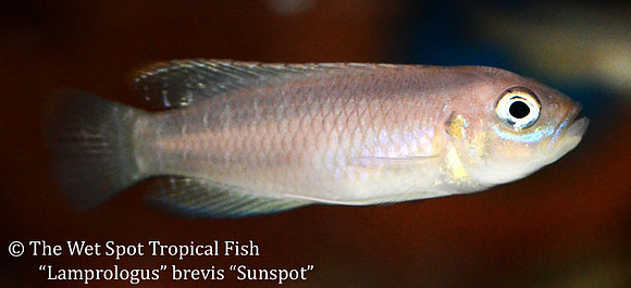 Neoamprologus brevis "Sunspot"