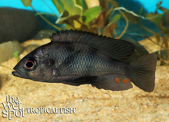 Enterochromis coprologus