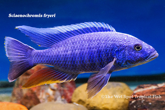 Sciaenochromis fryeri - Electric Blue Adult