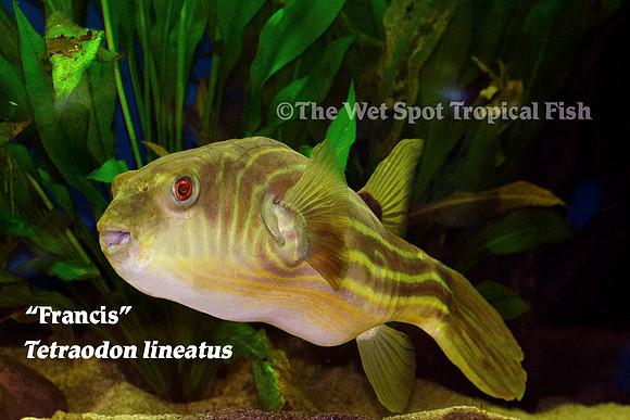Nile/Fahaka Puffer - Tetraodon lineatus "Francis"