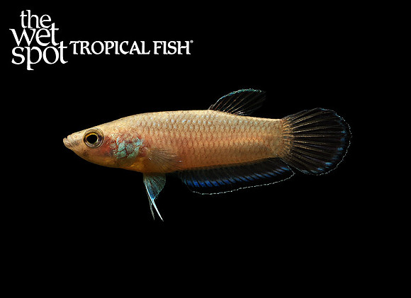 Betta simplex - Pumpkin Betta