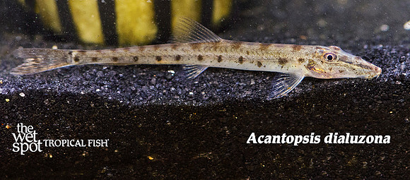Acantopsis dialuzona - Spotted Horseface Loach