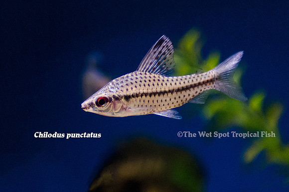 Chilodus punctatus - Spotted Headstander