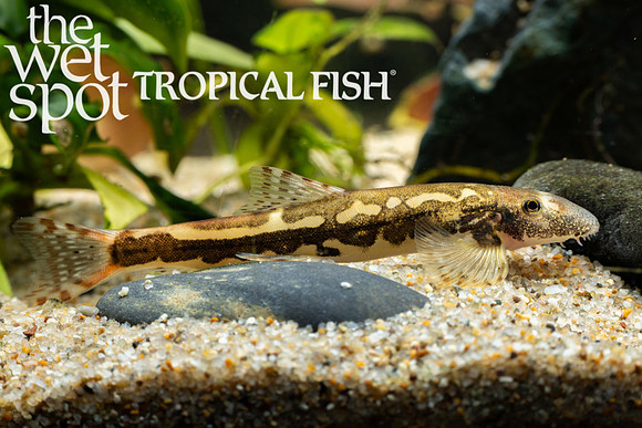 Formosania chenyiyui "Mallard Hillstream Loach"