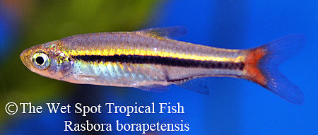 Rasbora borapetensis - Brilliant Rasbora