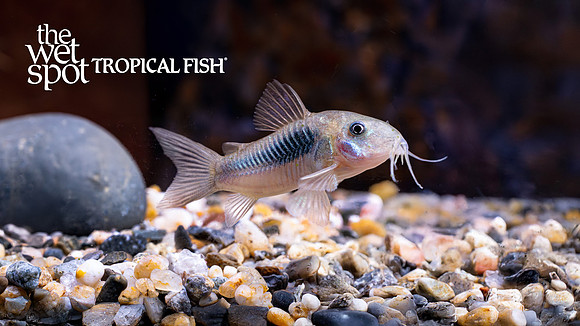 Corydoras aeneus "Bronze Cory"