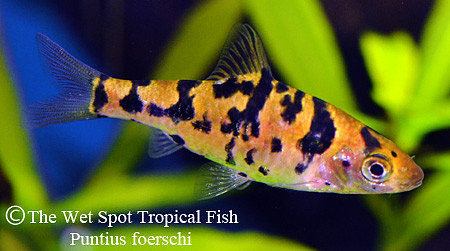 Puntius foerschi - Foersch's Barb
