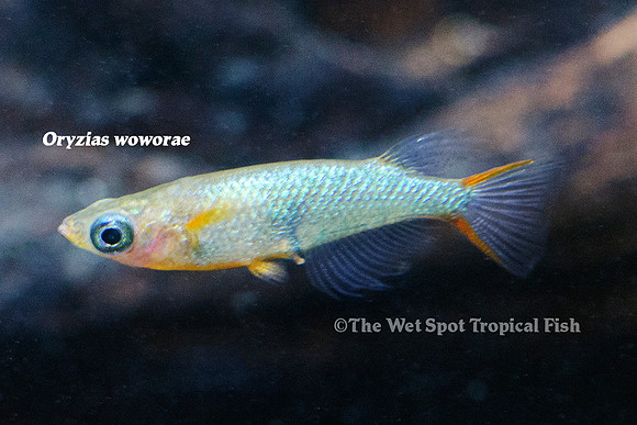 Cardinal Lampeye Killi - Oryzias woworae