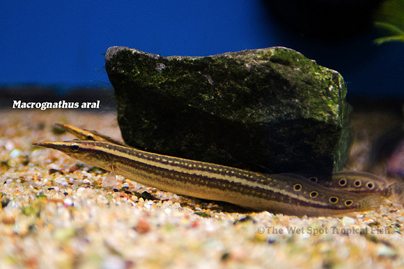 Indian Striped Peacock Eel - Macrognathus aral