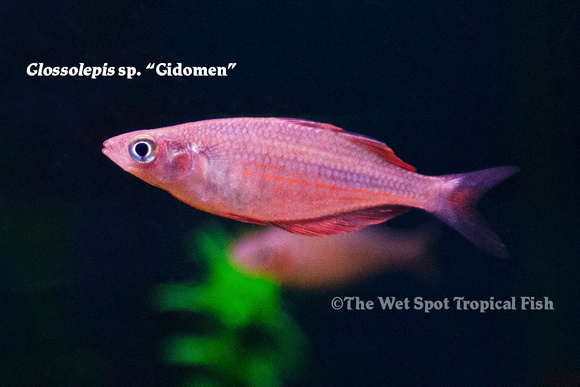 Gidomen Rainbowfish - Glossolepis sp. "Gidomen"