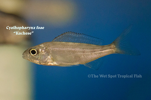 Cyathopharynx foae "Kachese"