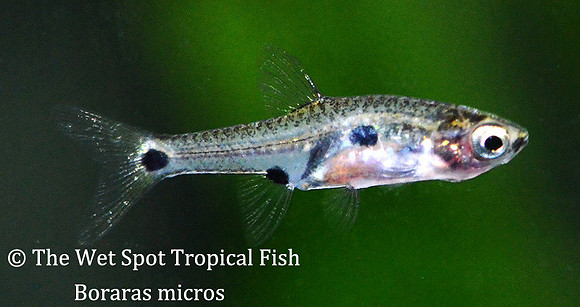 Boraras micros - Micro/Yellow Polka Dot Rasbora