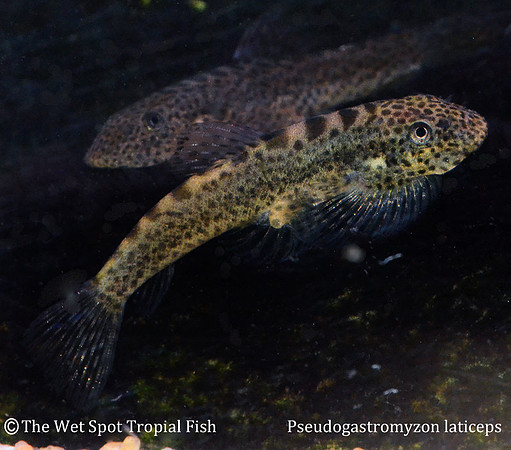 Pseudogastromyzon laticeps - Fire Fin Chinese Sucker Loach