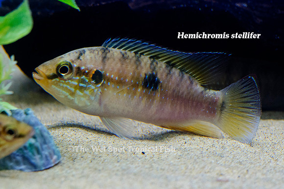 Hemichromis stellifer