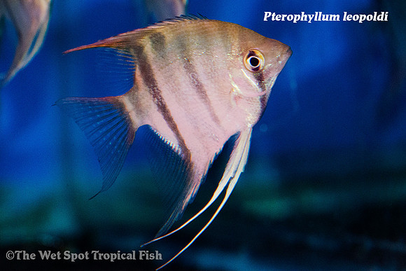 Pterophyllum leopoldi - Long Nose Angelfish
