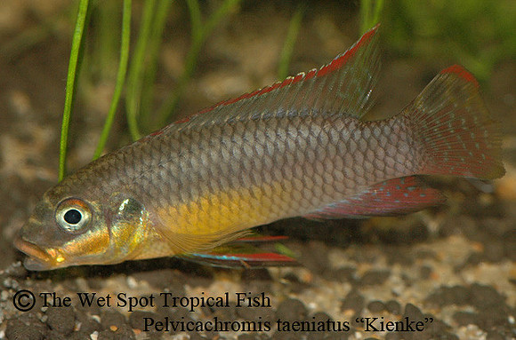 Pelvicachromis kribensis "Taeniatus Kienke" ♂