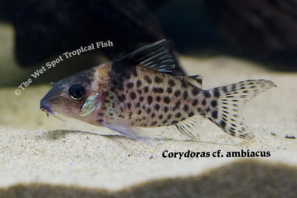Corydoras cf. ambiacus