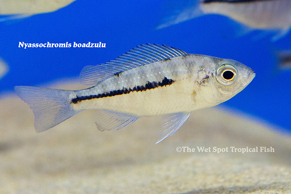 Nyassochromis boadzulu