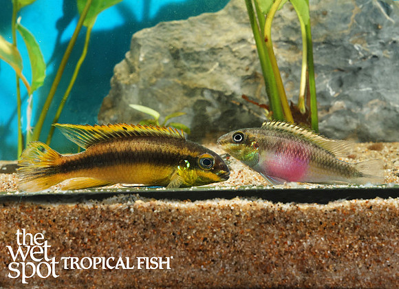 Pelvicachromis pulcher Ndonga