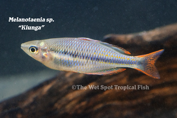 Kiunga Rainbowfish - Melanotaenia sp. "Kiunga"