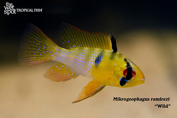 Mikrogeophagus ramirezi - Wild Ram
