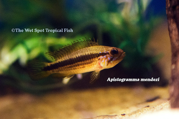 Apistogramma mendezi - Mendez's Cichlid