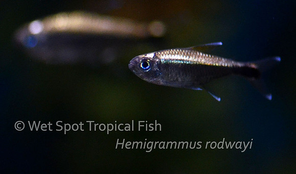 Hemigrammus rodwayi - Gold Tetra