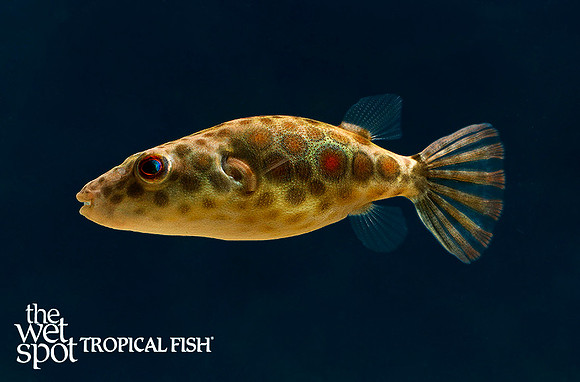 Pao abei - Abei Puffer