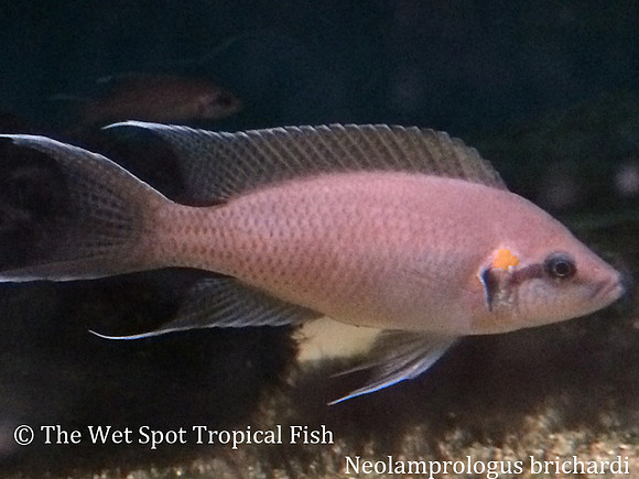 Neolamprologus brichardi