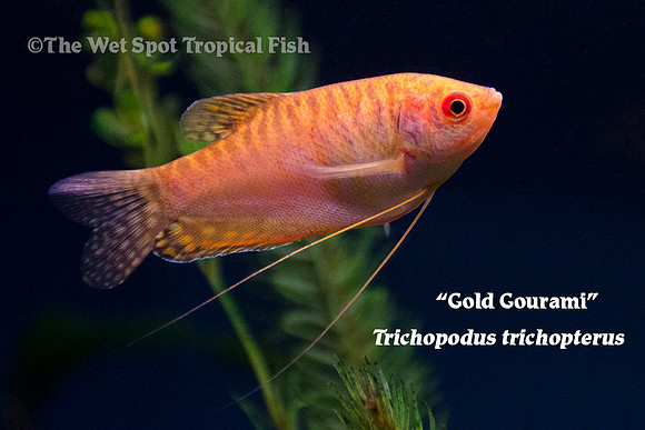 Trichopodus trichopterus - Gold Gourami