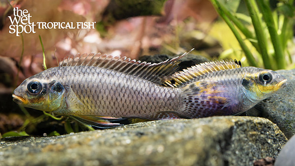 Pelvicachromis kribensis"Taeniatus Moliwe"