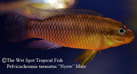 Pelvicachromis kribensis "Taeniatus Nyete" ♂