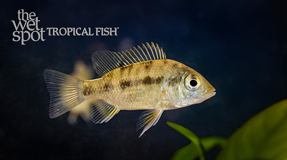 Ptychochromis grandidieri"East Coast Gold"