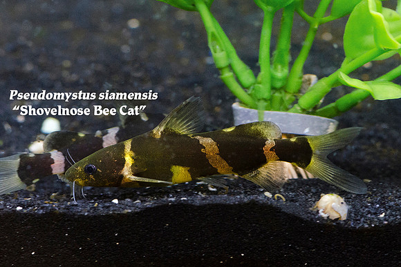 Pseudomystus siamensis - Shovelnose Bee Cat