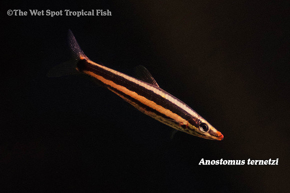 Anostomus ternetzi 2 - Red Mouth Headstander