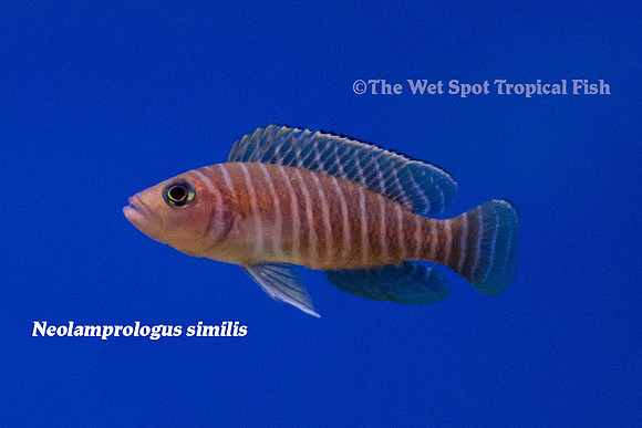 Neolamprologus similis