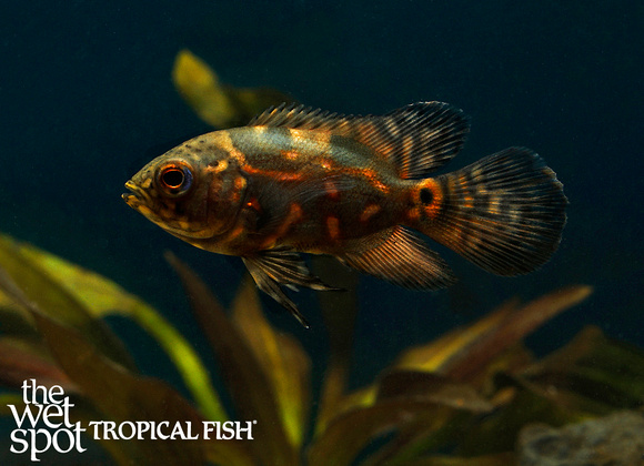 Astronotus ocellatus - Long Fin Tiger Oscar