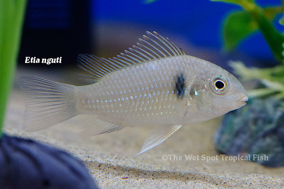 Etia nguti
