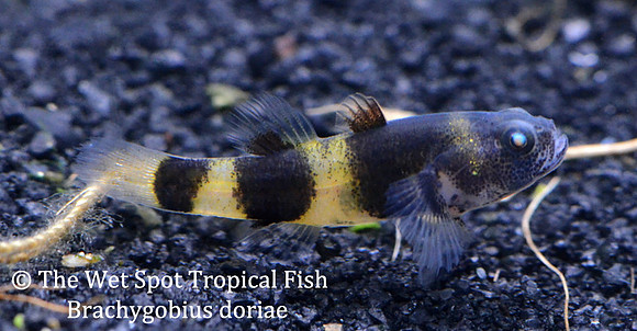 Bumblebee Goby - Brachygobius doriae