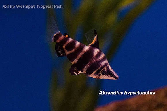 Abramites hypselonotus - High Back Headstander