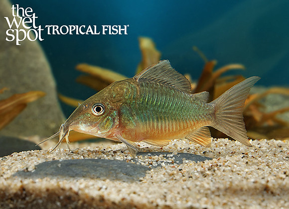 Brochis splendens "Emerald green cory"
