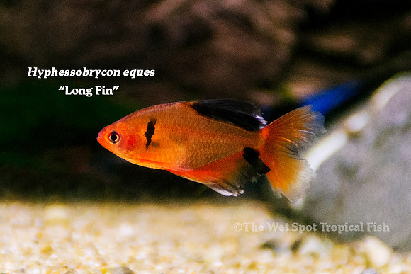 Hyphessobrycon eques - Long Fin Serpae Tetra
