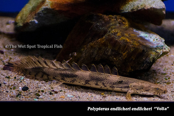Volta Red Bichir - Polypterus endlicheri endlicheri Volta