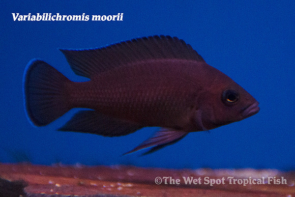 Variabilichromis moorii (Adult)