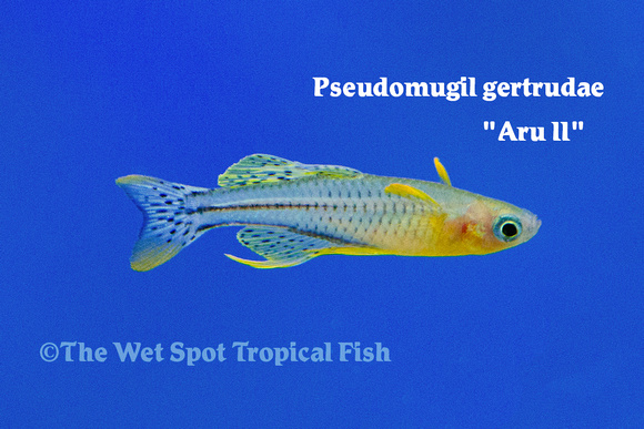Gertrudae Rainbowfish - Pseudomugil gertrudae Aru II