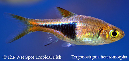 Trigonostigma heteromorpha - Harlequin Rasbora
