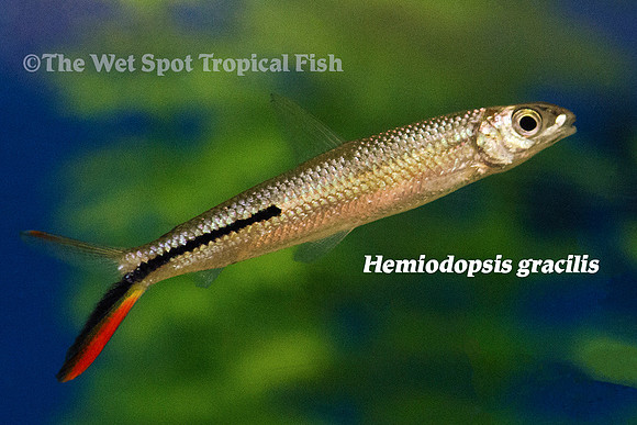 Hemiodopsis gracilis - Red Tail Hemiodus