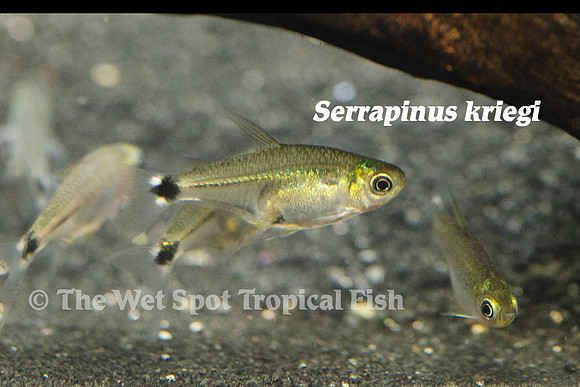Serrapinus kriegi - Kriegi Tetra